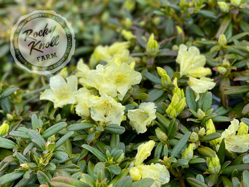 Peter Bee plant from Rocky Knoll Farm