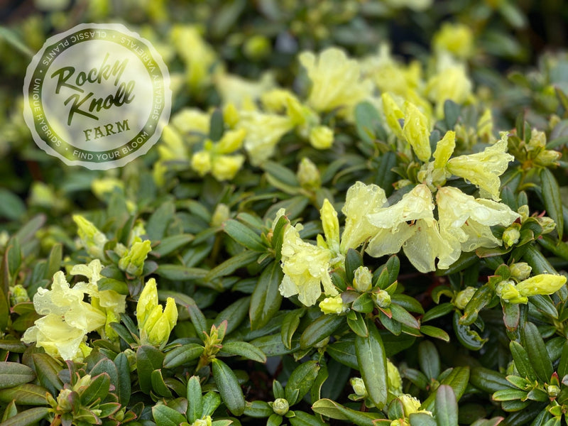 Peter Bee plant from Rocky Knoll Farm