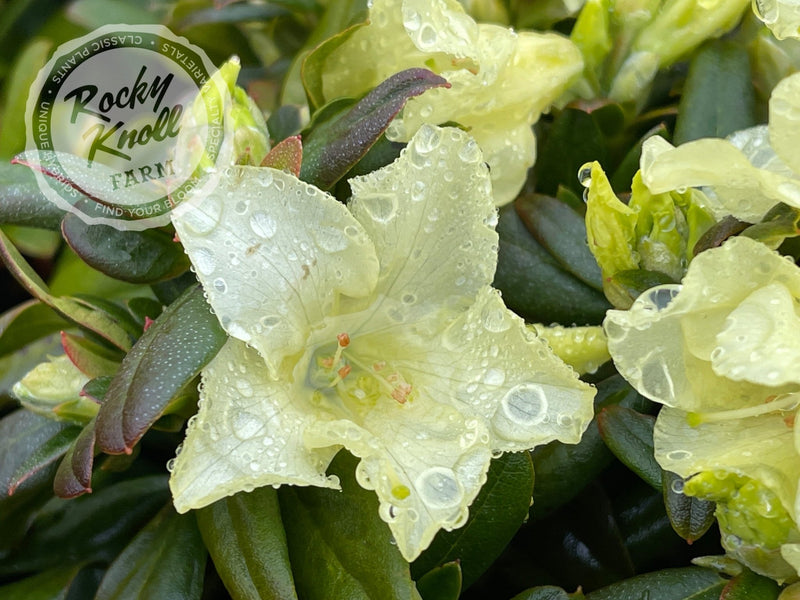 Peter Bee plant from Rocky Knoll Farm