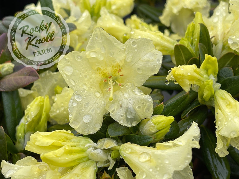 Peter Bee plant from Rocky Knoll Farm