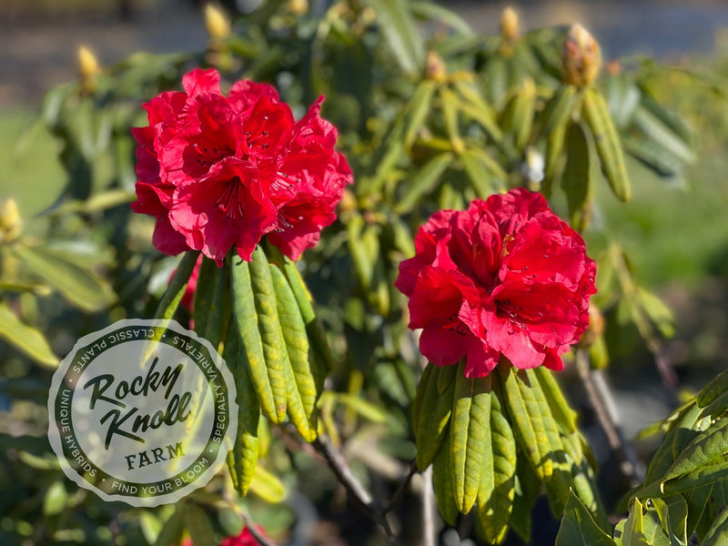 Peter Faulk plant from Rocky Knoll Farm