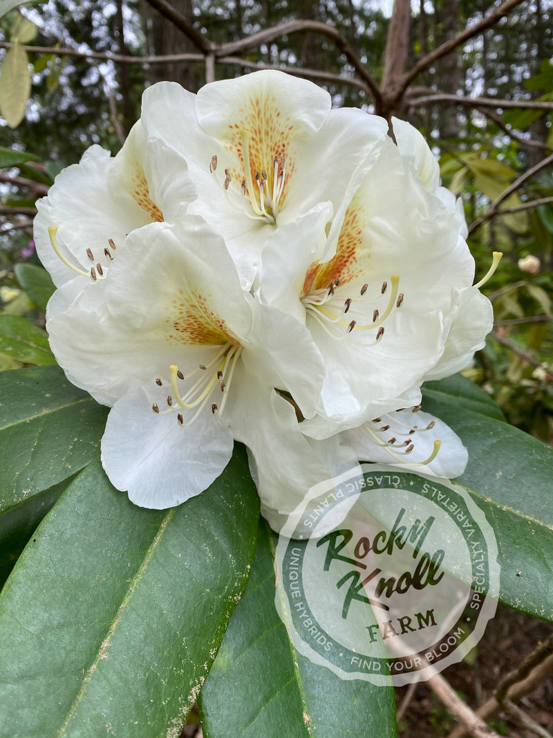 Phyllis Korn plant from Rocky Knoll Farm