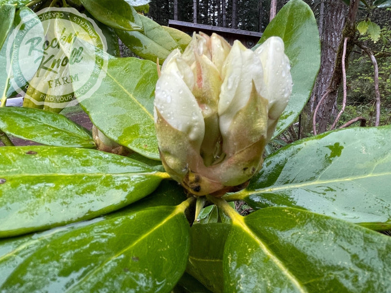 Phyllis Korn plant from Rocky Knoll Farm