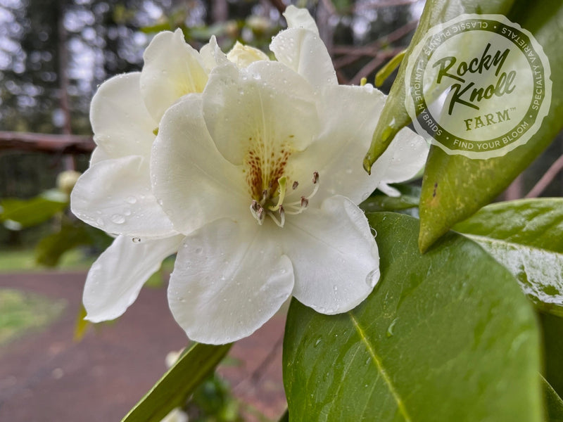Phyllis Korn plant from Rocky Knoll Farm