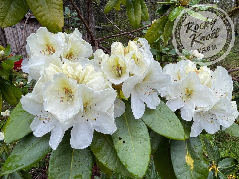 Phyllis Korn plant from Rocky Knoll Farm