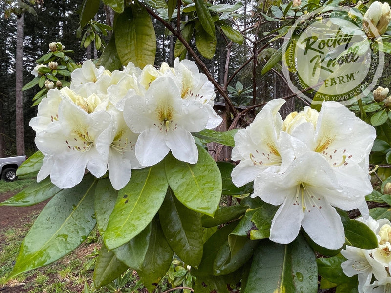 Phyllis Korn plant from Rocky Knoll Farm