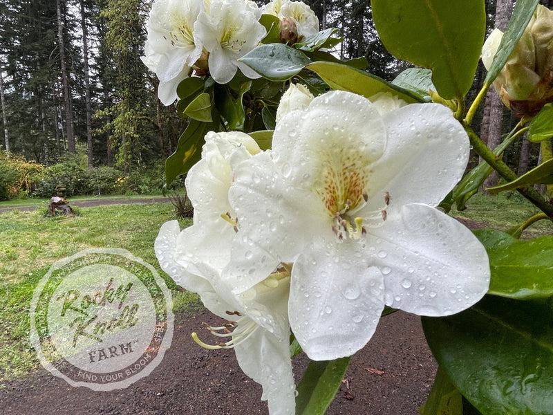Phyllis Korn plant from Rocky Knoll Farm