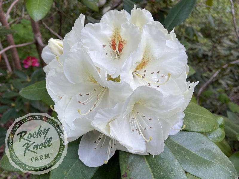 Phyllis Korn plant from Rocky Knoll Farm