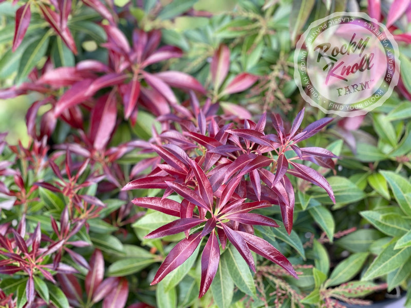 Pieris japonica 'Katsura' Andromeda