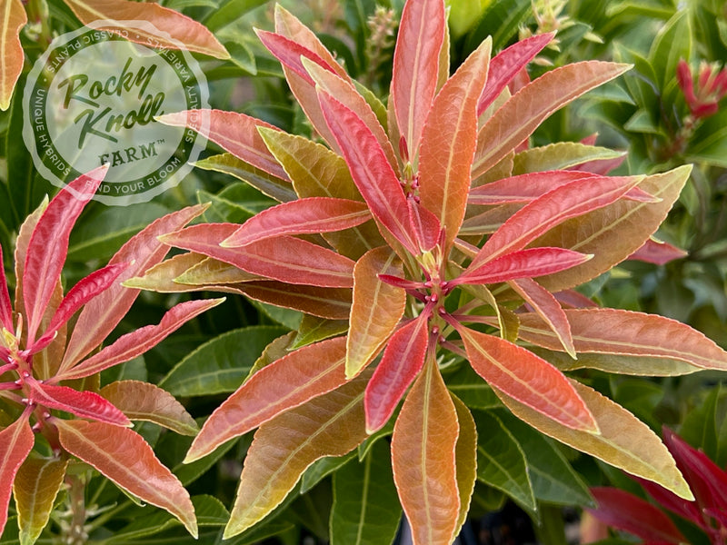Pieris Mountain Fire plant from Rocky Knoll Farm