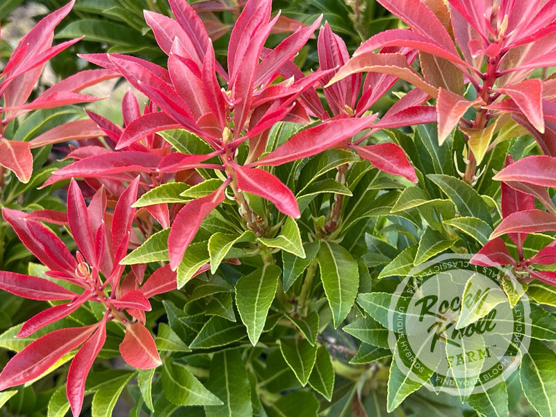 Pieris Mountain Fire plant from Rocky Knoll Farm