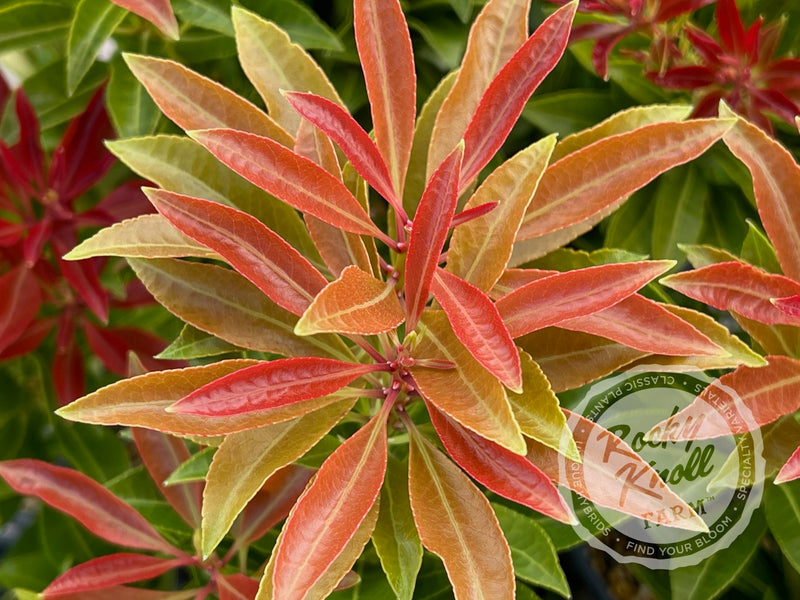 Pieris Mountain Fire plant from Rocky Knoll Farm