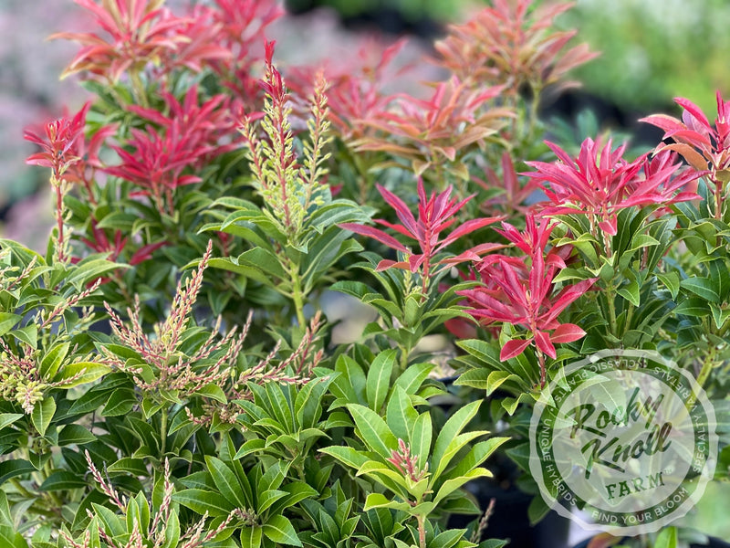 Pieris Mountain Fire plant from Rocky Knoll Farm