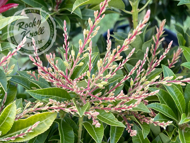 Pieris Mountain Fire plant from Rocky Knoll Farm