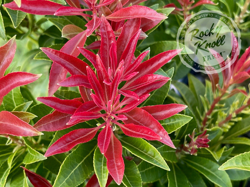 Pieris Mountain Fire plant from Rocky Knoll Farm