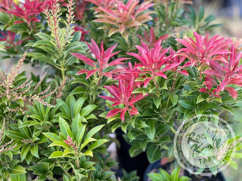 Pieris Mountain Fire plant from Rocky Knoll Farm
