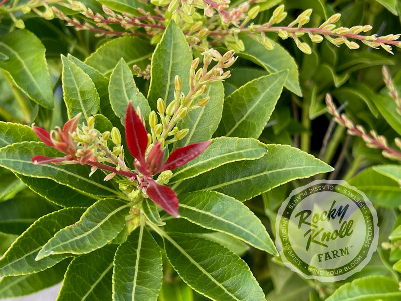 Pieris Mountain Fire plant from Rocky Knoll Farm