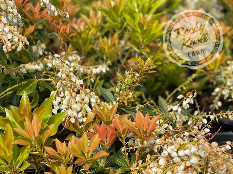 Pieris japonica 'Grayswood' (Japanese Andromeda) plant from Rocky Knoll Farm