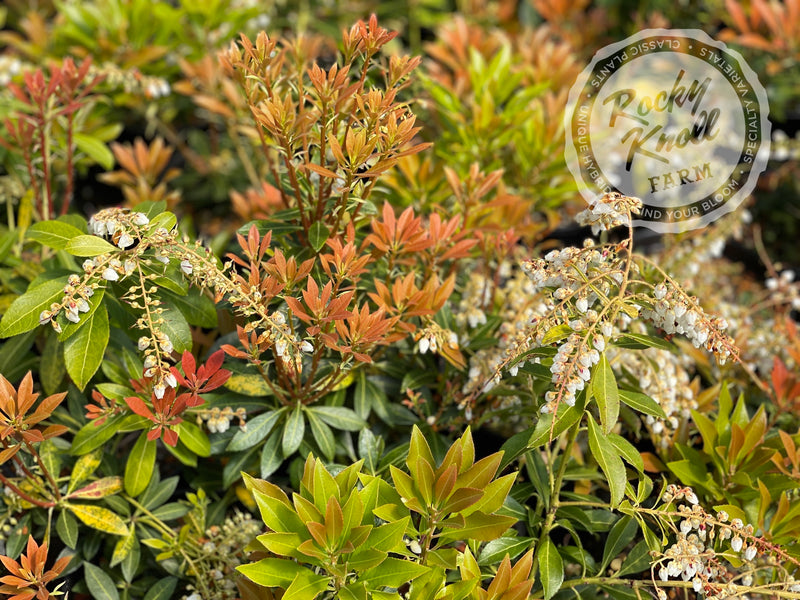 Pieris japonica 'Grayswood' (Japanese Andromeda) plant from Rocky Knoll Farm