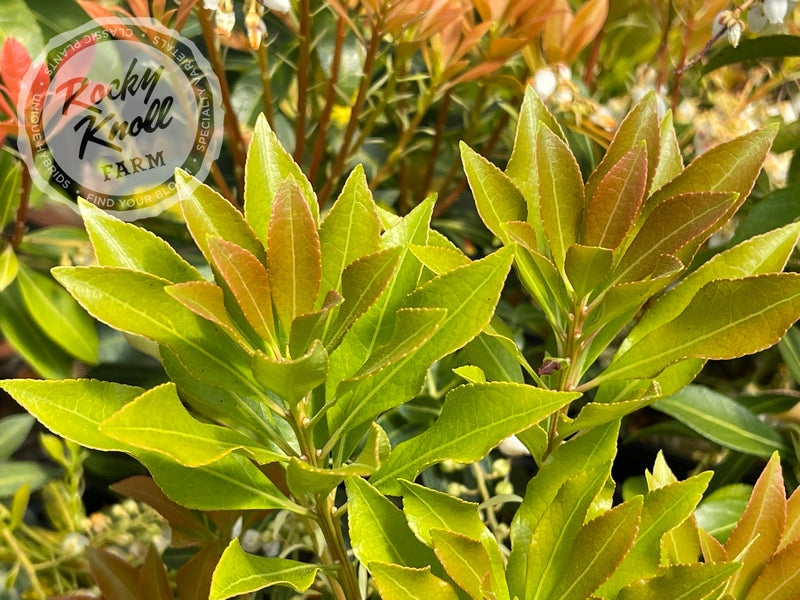 Pieris japonica 'Grayswood' (Japanese Andromeda) plant from Rocky Knoll Farm