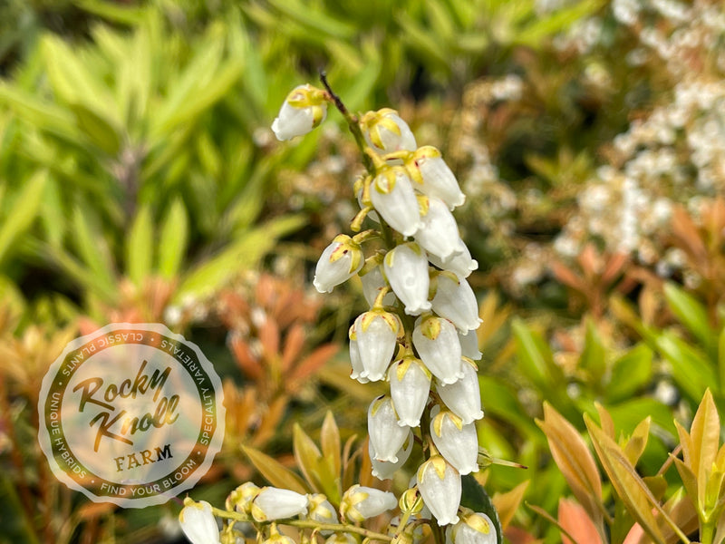 Pieris japonica 'Grayswood' (Japanese Andromeda) plant from Rocky Knoll Farm