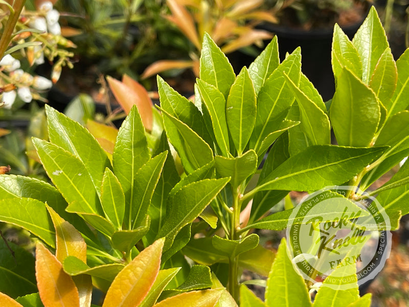Pieris japonica 'Grayswood' (Japanese Andromeda) plant from Rocky Knoll Farm
