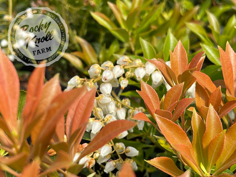 Pieris japonica 'Grayswood' (Japanese Andromeda) plant from Rocky Knoll Farm