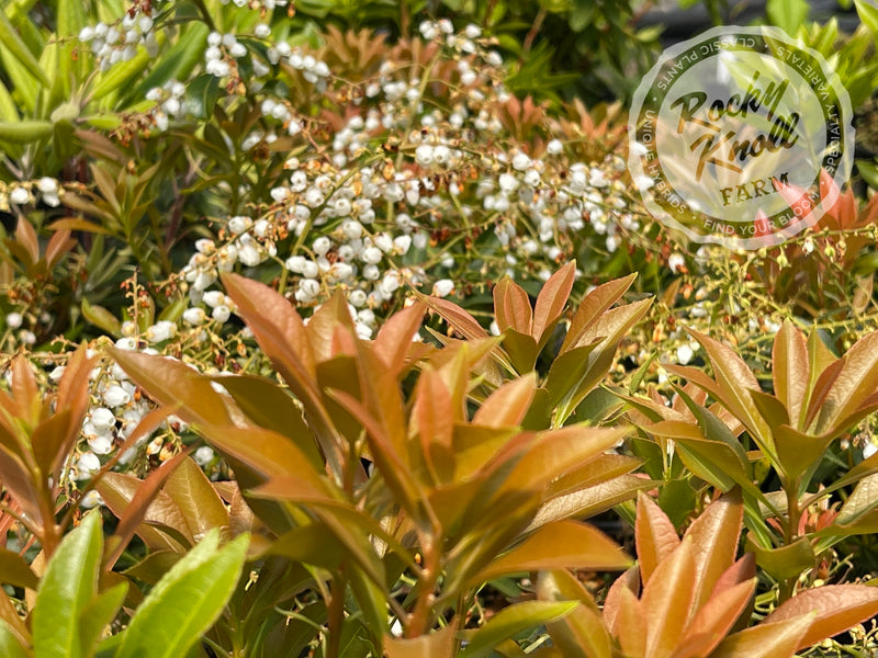 Pieris japonica 'Grayswood' (Japanese Andromeda) plant from Rocky Knoll Farm