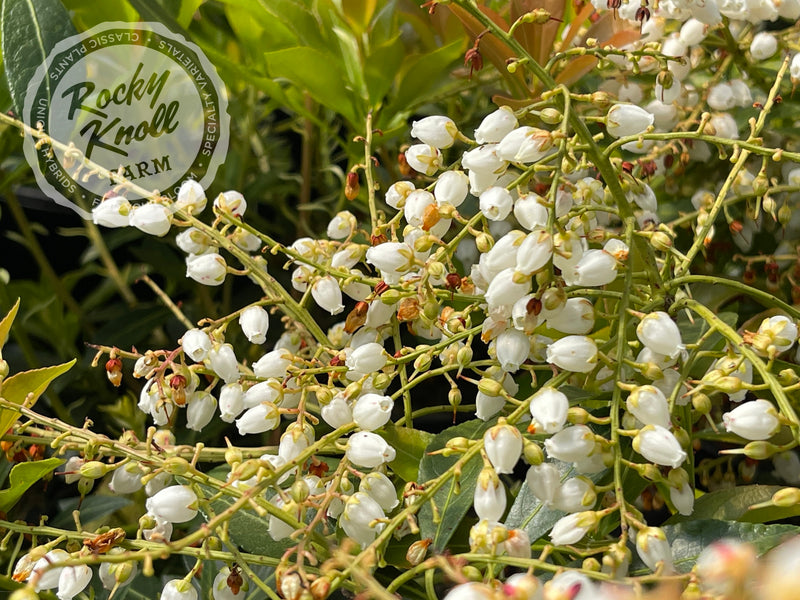 Pieris japonica 'Grayswood' (Japanese Andromeda) plant from Rocky Knoll Farm