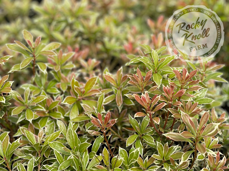 Pieris japonica Little Heath plant from Rocky Knoll Farm