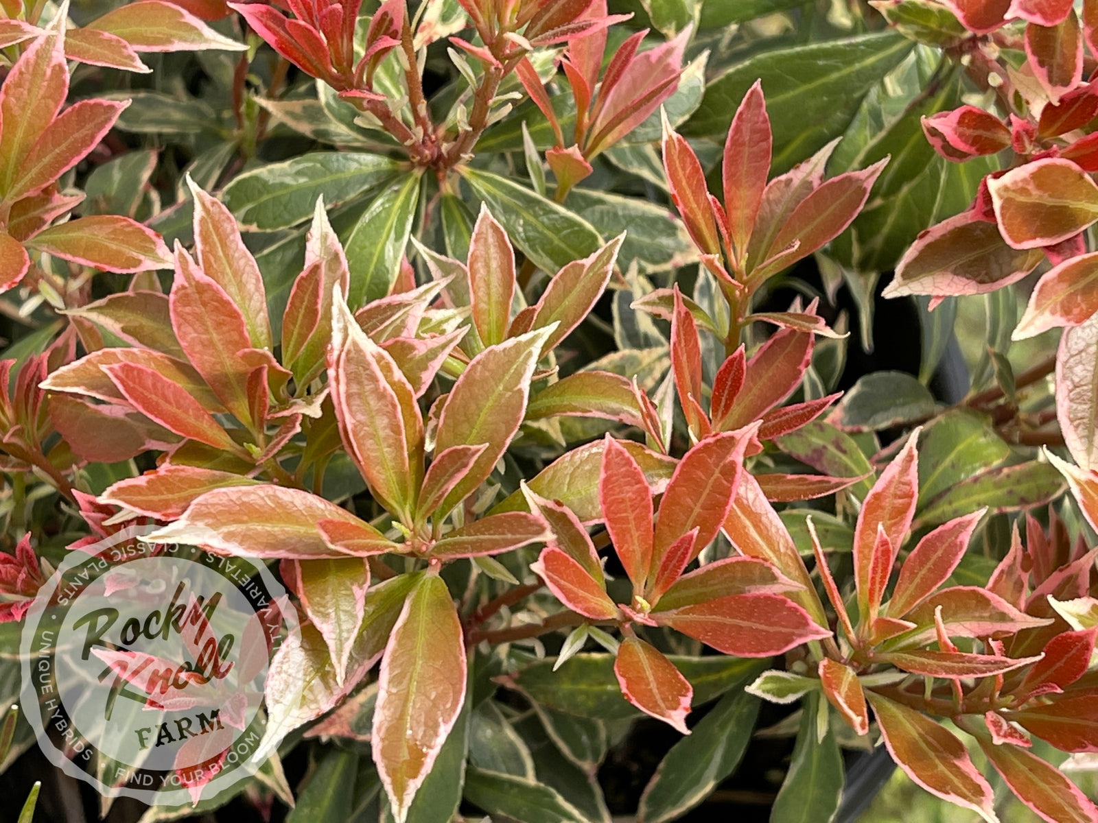 pieris variegata Pieris japonica Little Heath