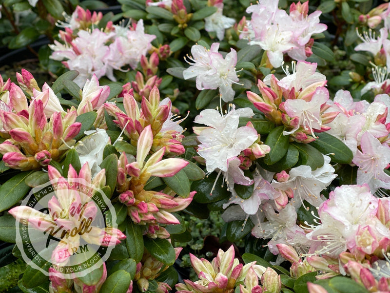 Pikeland plant from Rocky Knoll Farm