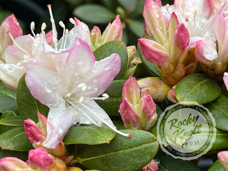 Pikeland plant from Rocky Knoll Farm