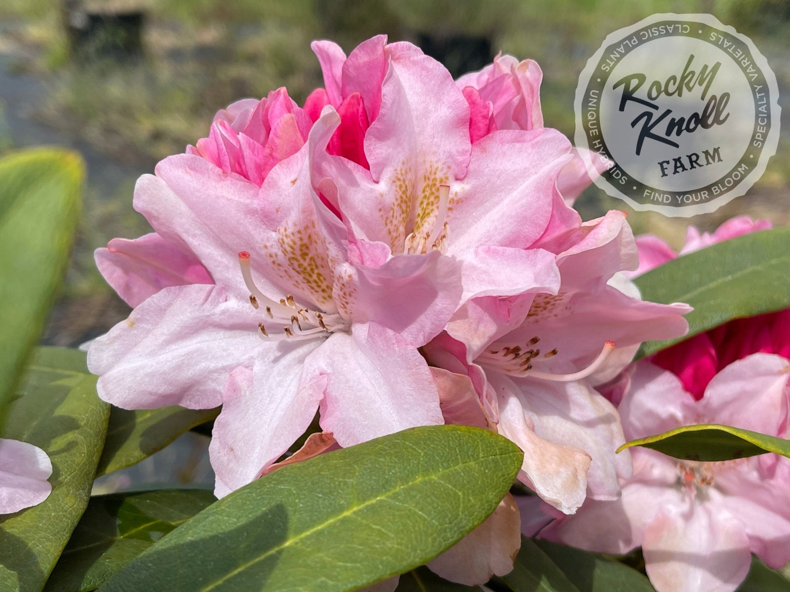 Pink Cherub - Rocky Knoll Farm