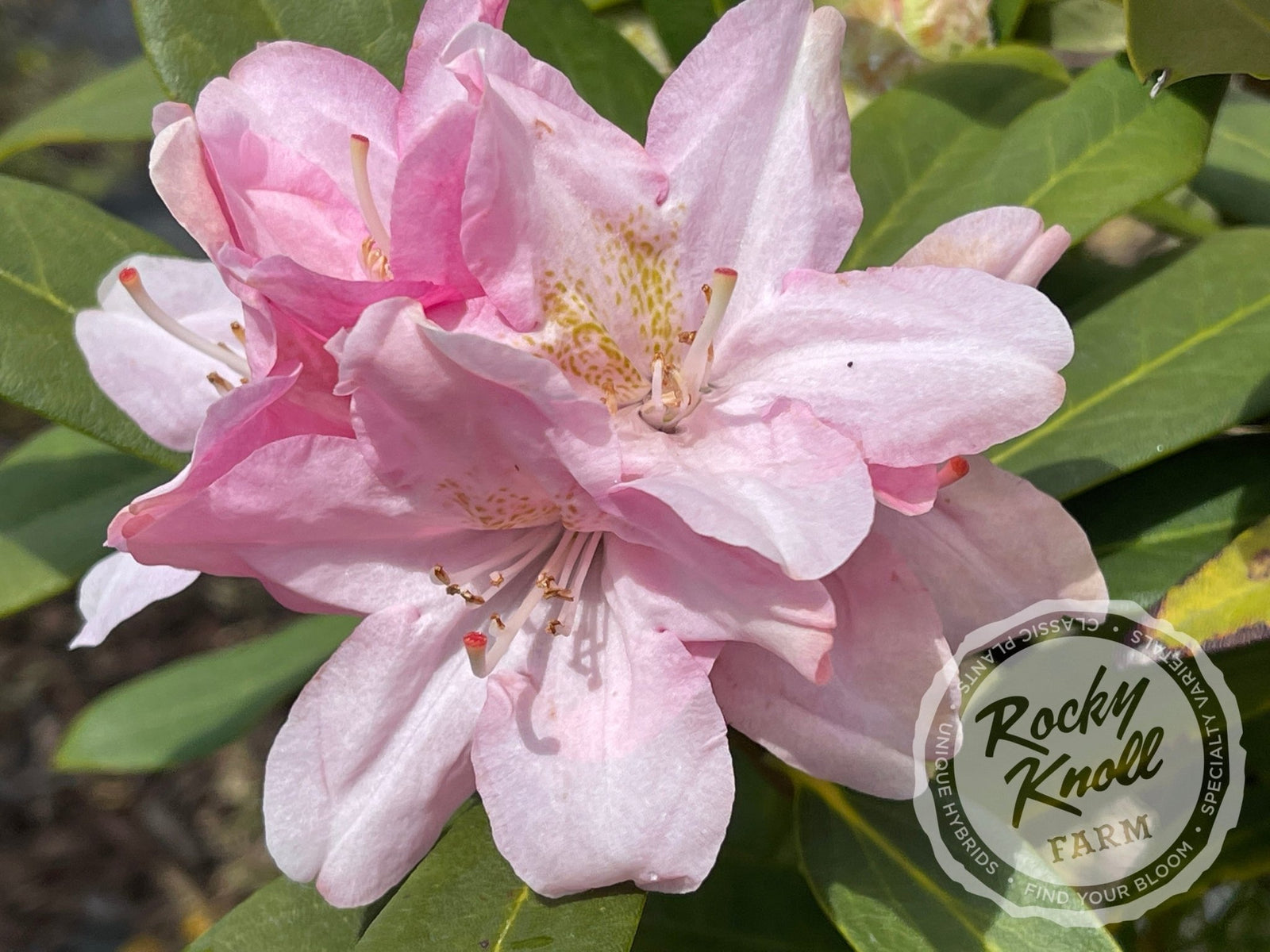 rhododendron pink cherub Pink Cherub
