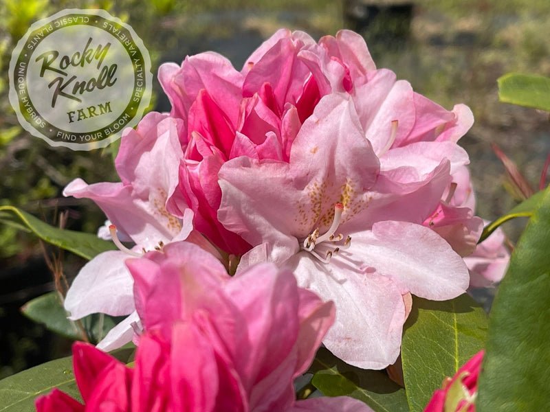 Pink Cherub plant from Rocky Knoll Farm