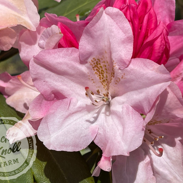 Pink Cherub - Rocky Knoll Farm