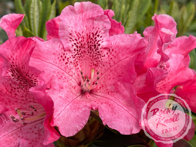Pink Jeans plant from Rocky Knoll Farm