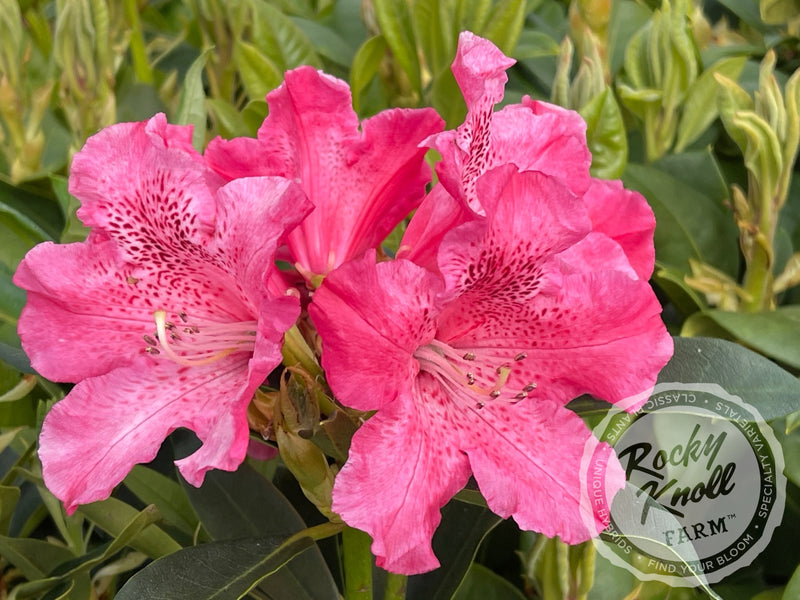 Pink Jeans plant from Rocky Knoll Farm