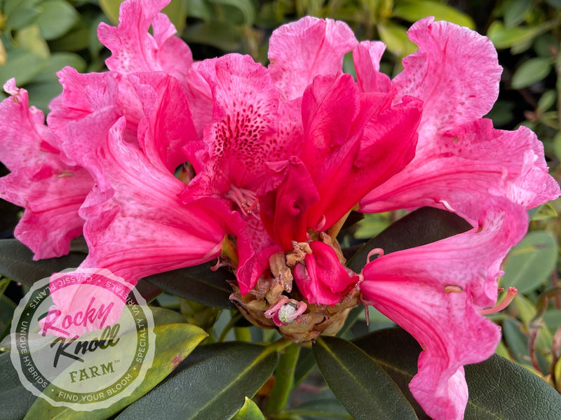 Pink Jeans plant from Rocky Knoll Farm