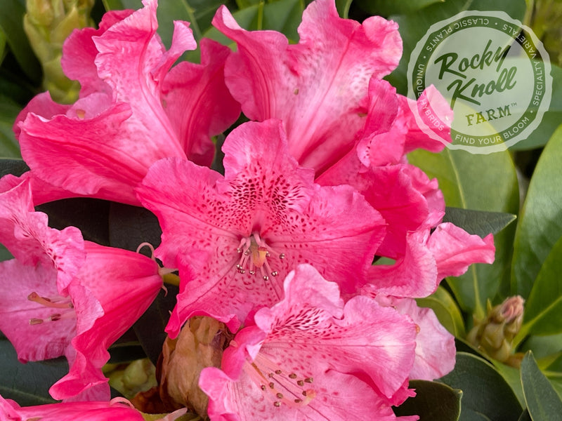Pink Jeans plant from Rocky Knoll Farm