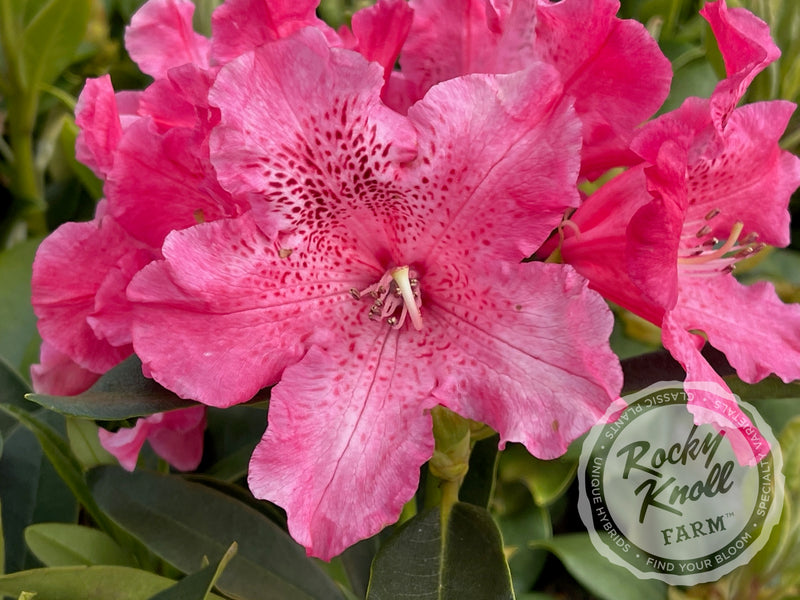 Pink Jeans plant from Rocky Knoll Farm
