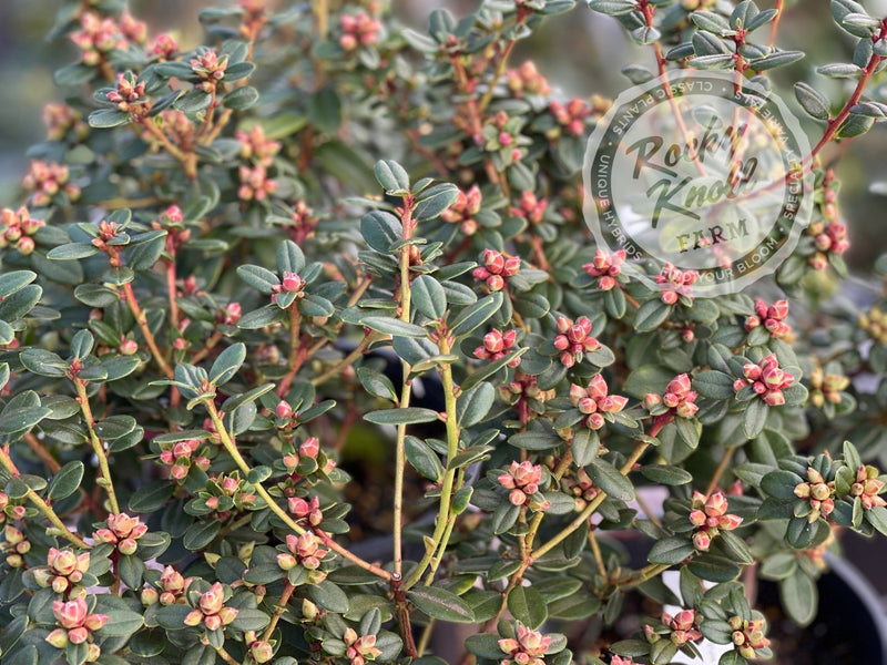 Pink Snowflakes plant from Rocky Knoll Farm