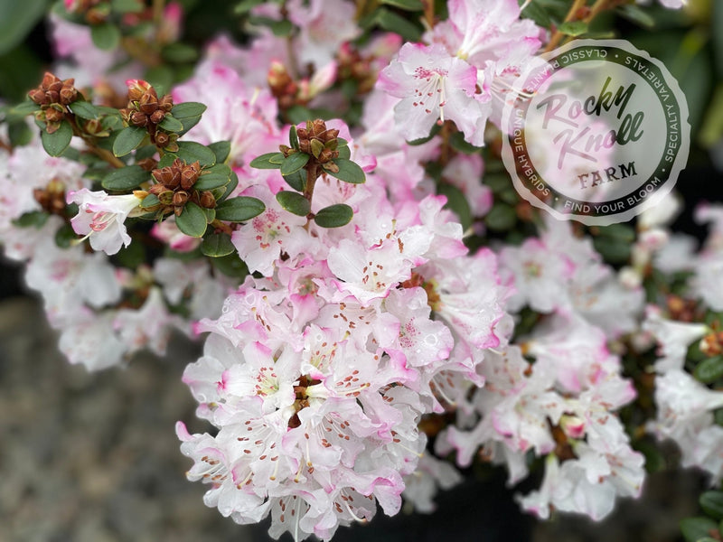 Pink Snowflakes plant from Rocky Knoll Farm