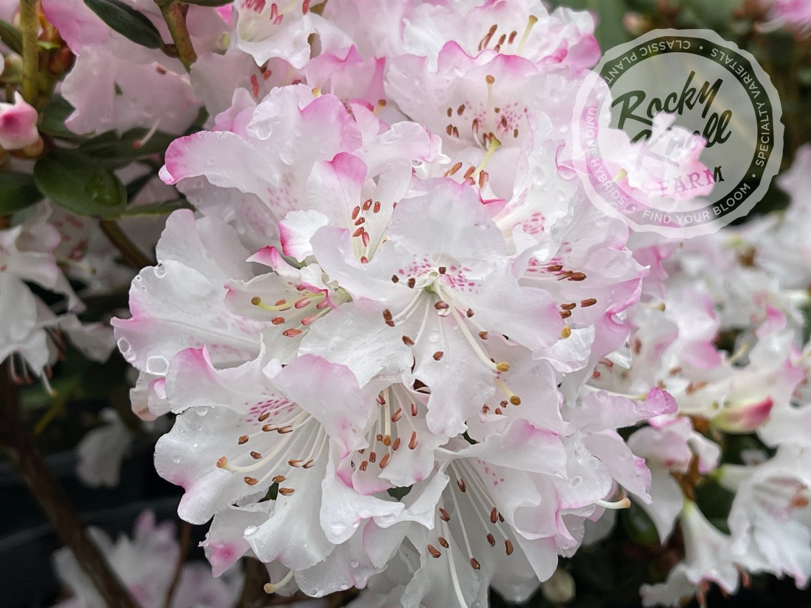 PinkSnowflakes2_c2011203-08e9-