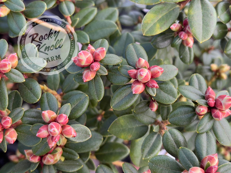 Pink Snowflakes plant from Rocky Knoll Farm