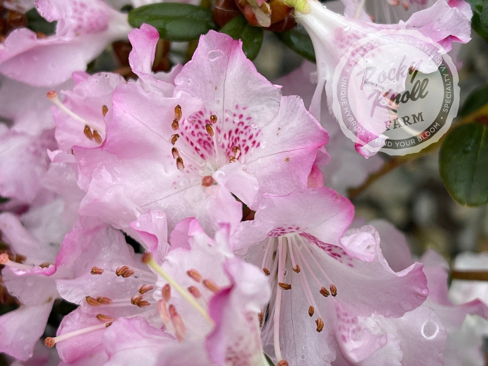 July Wildflowers エリザベス・キャメロン Catawba rosebay Rhododendron catawbiense from New England