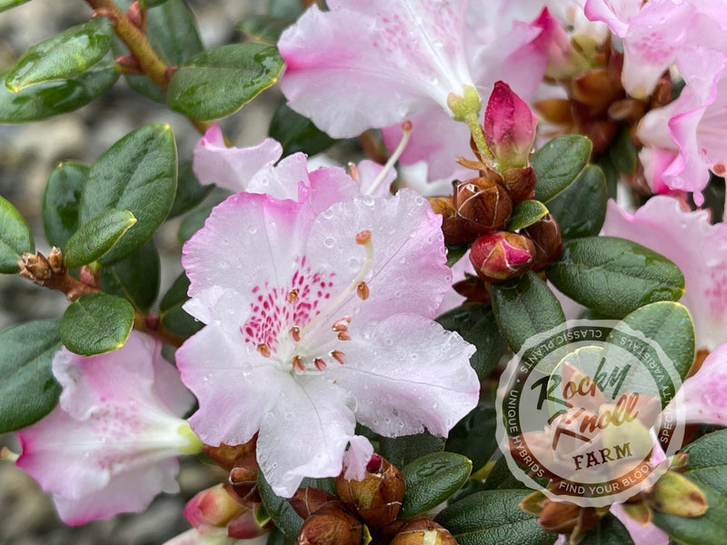 Pink Snowflakes plant from Rocky Knoll Farm
