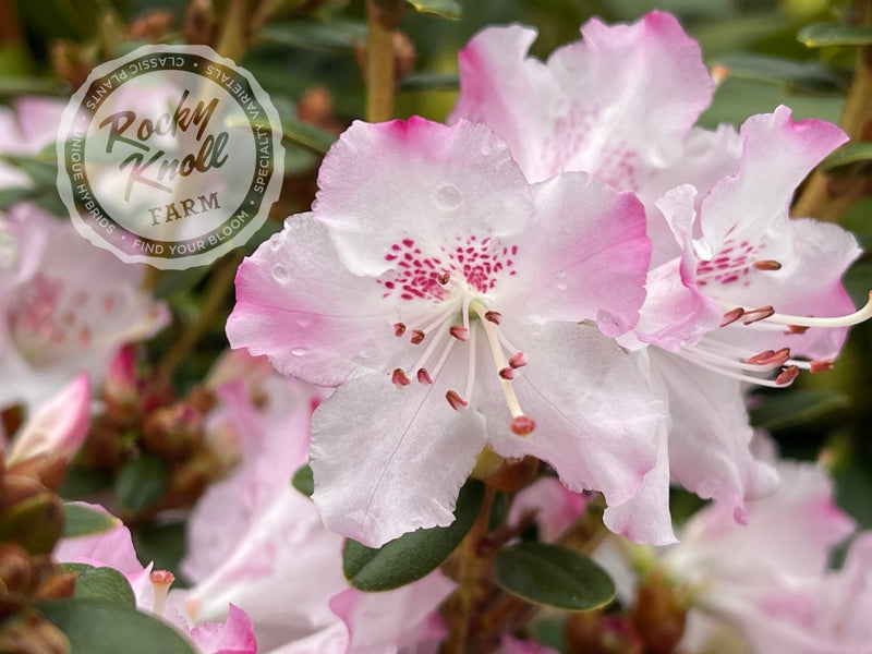 Pink Snowflakes plant from Rocky Knoll Farm