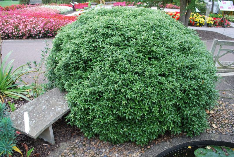 Golf Ball Kohuhu - Pittosporum tenuifolium plant from Rocky Knoll Farm